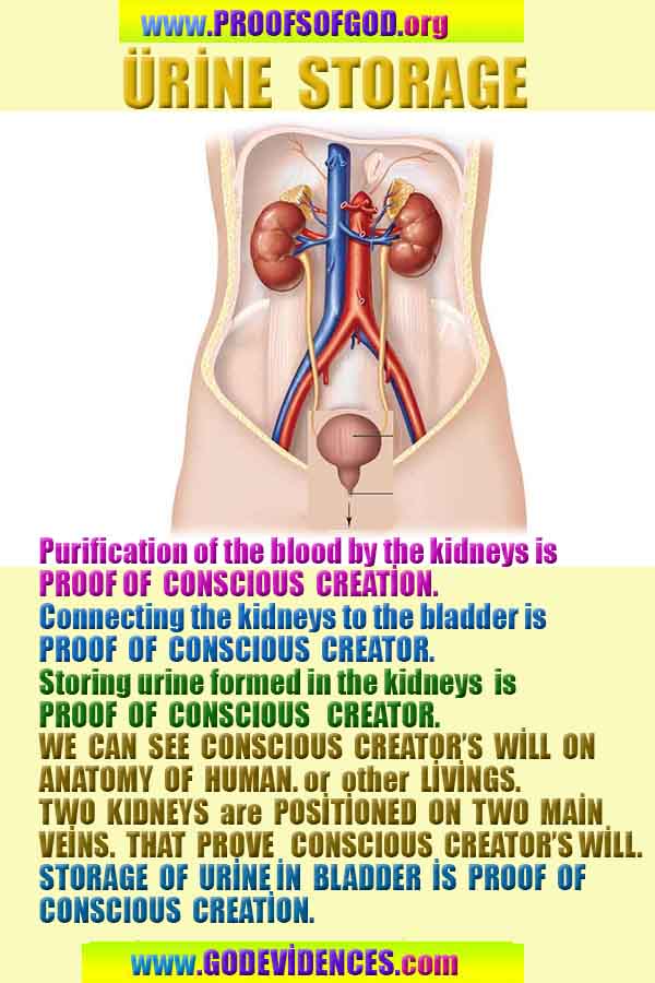 scientific proofs of god, proofs-god, evidences of god, evidences-god, god exists, god is real, signs of god